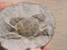 crab fossil